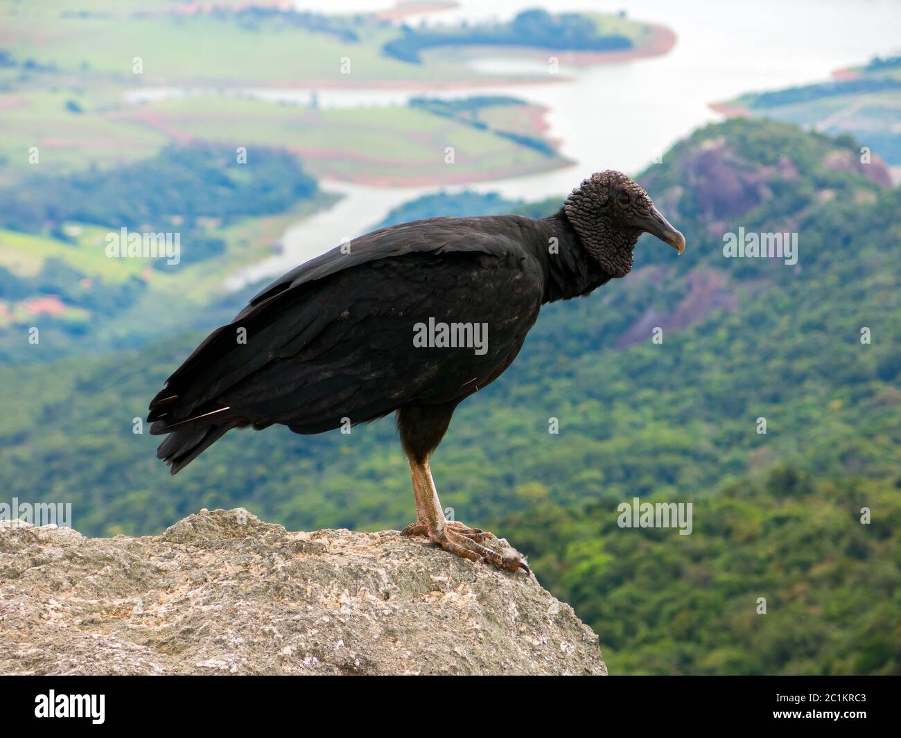 Schwarzer Geier Coragyps atratus auf Felsen mit weiter Hintergrund Stockfoto