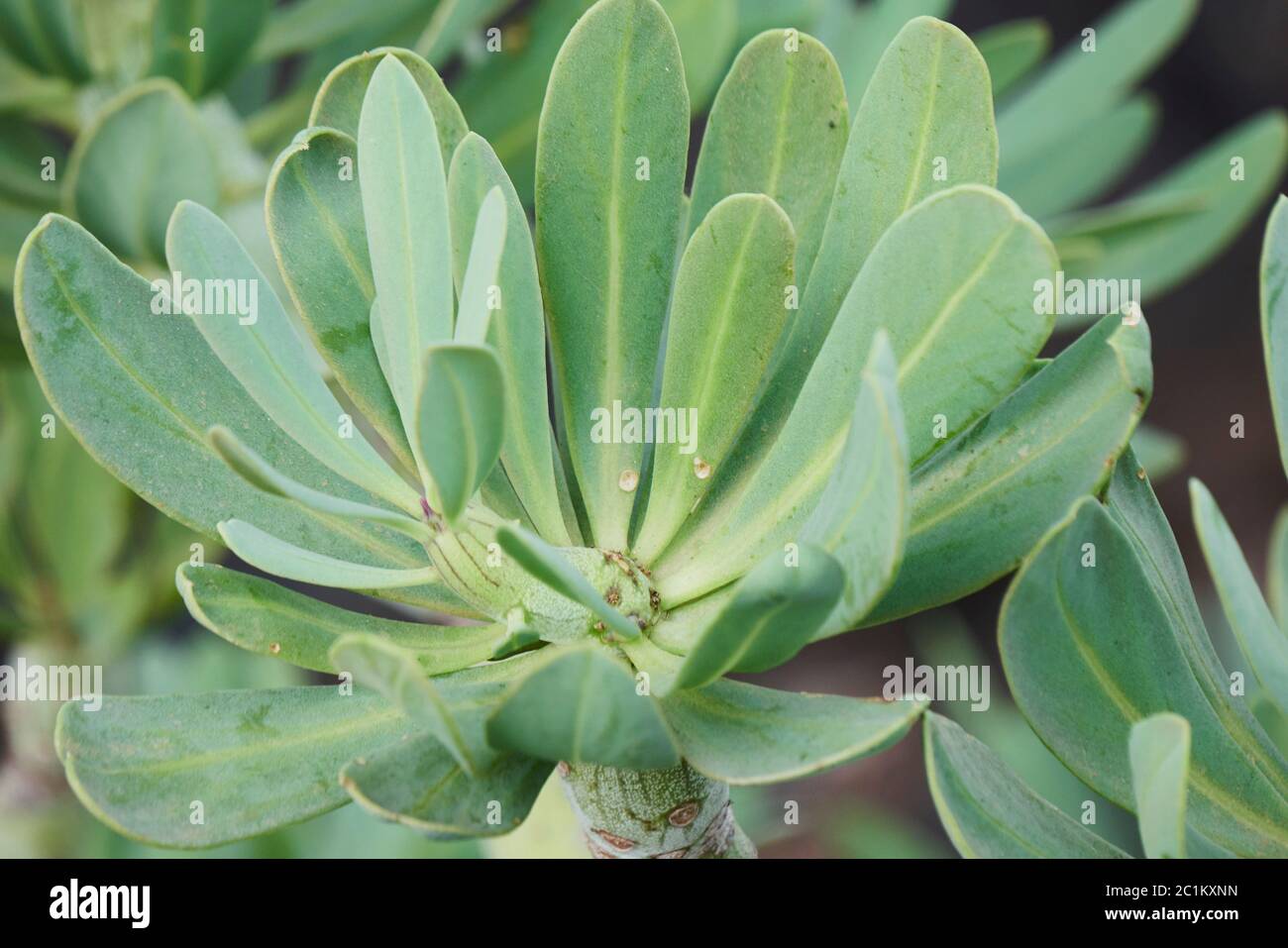 Lanzarote Stockfoto