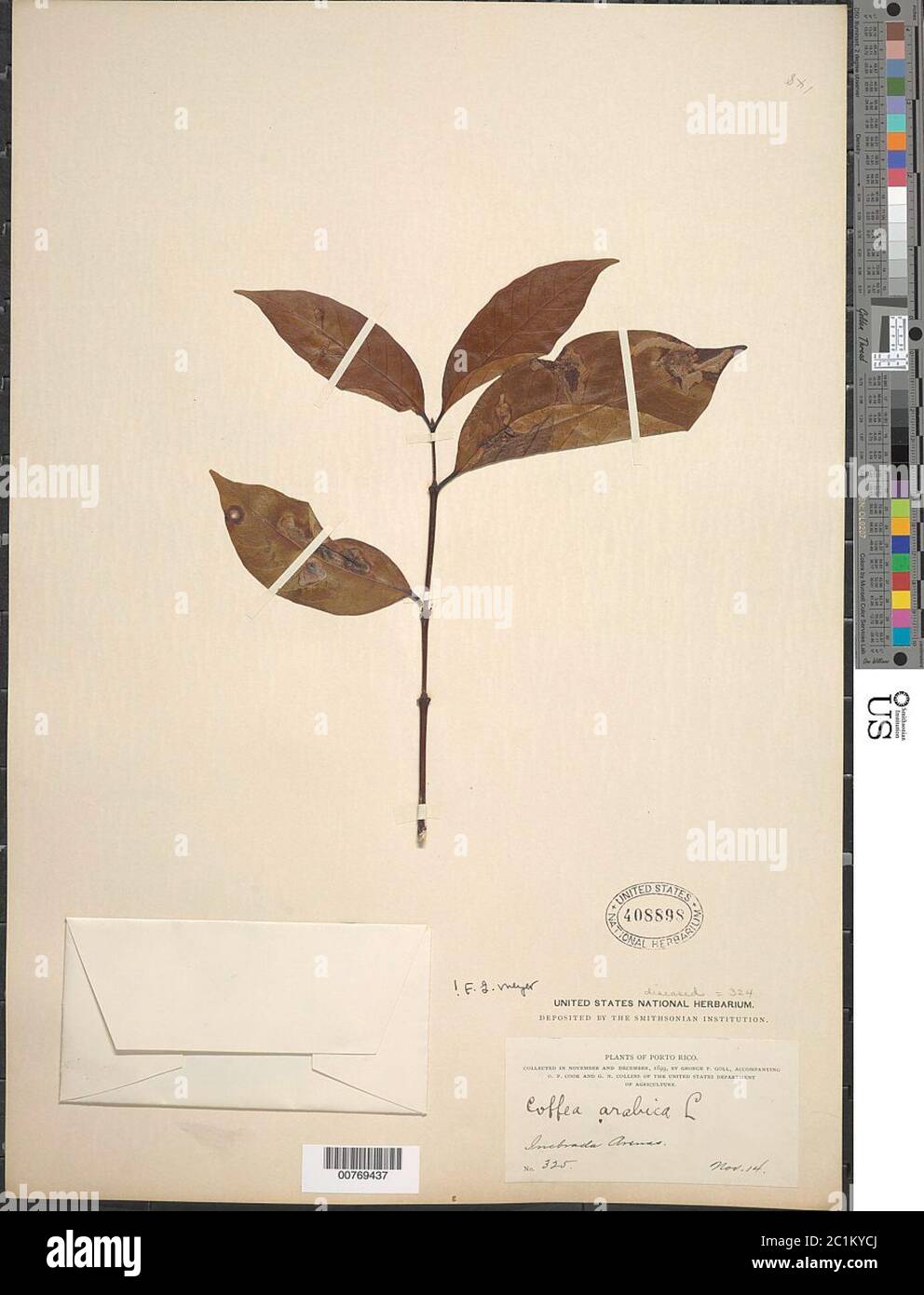 Coffea arabica L Coffea arabica L. Stockfoto