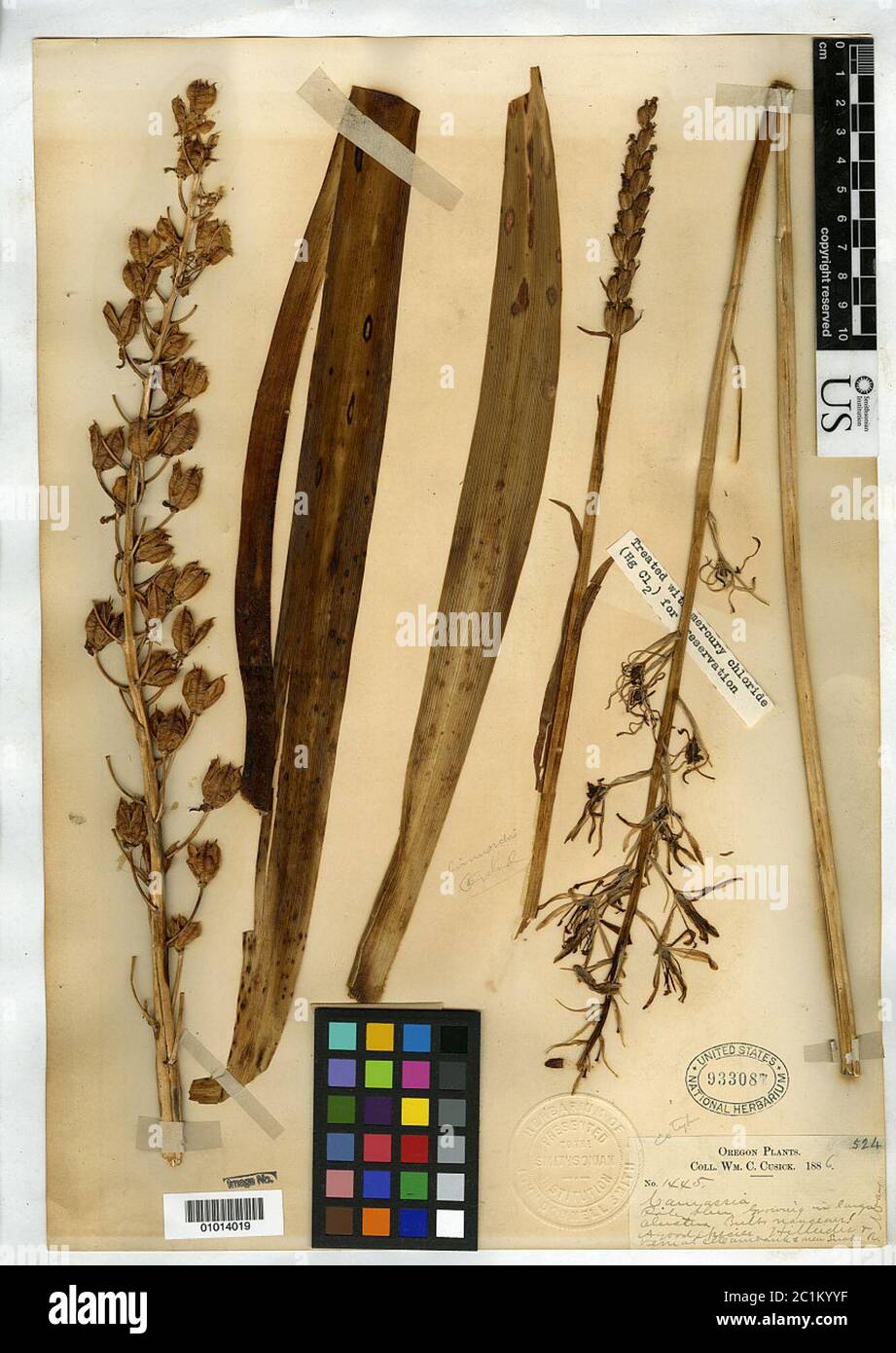 Camassia cusickii S Watson Camassia cusickii S Watson. Stockfoto