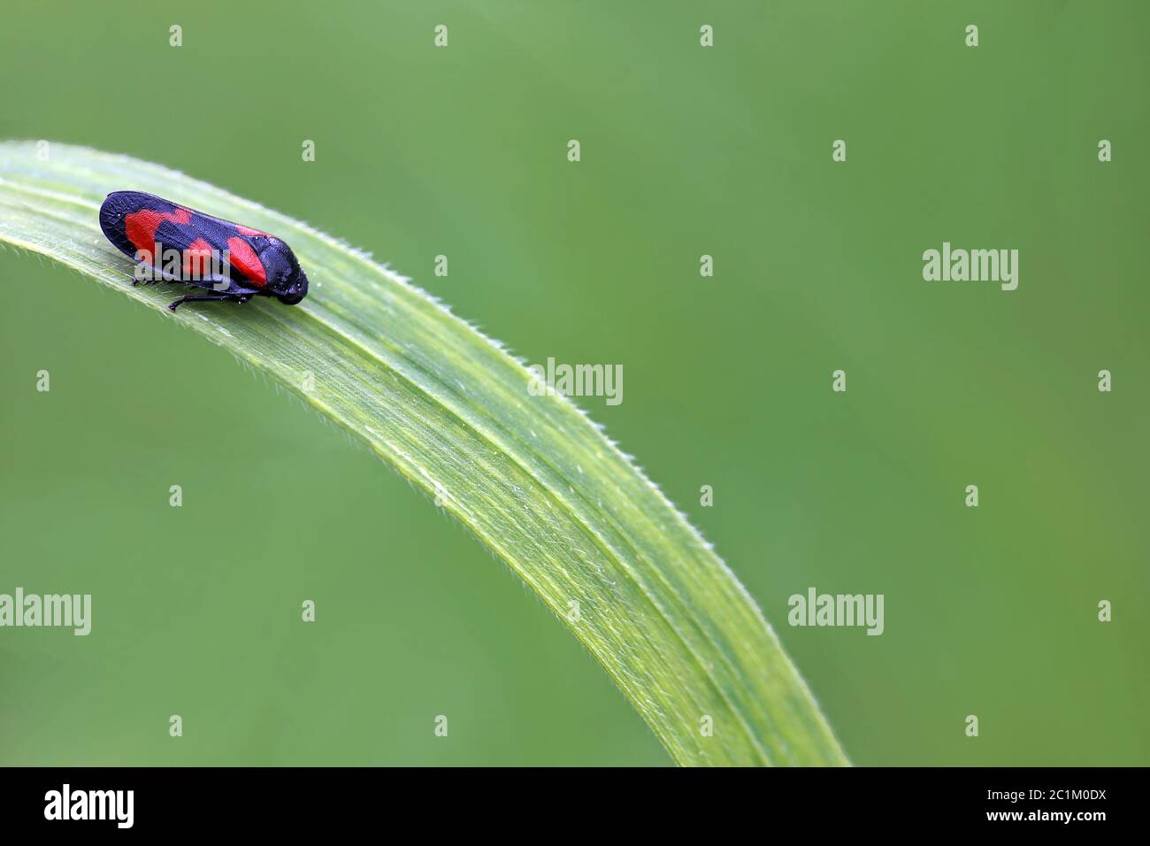 Blut Cicada Cercopis vulnerata Stockfoto