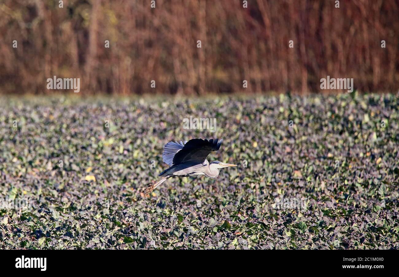 Graureiher Ardea cinerea im Flug Stockfoto