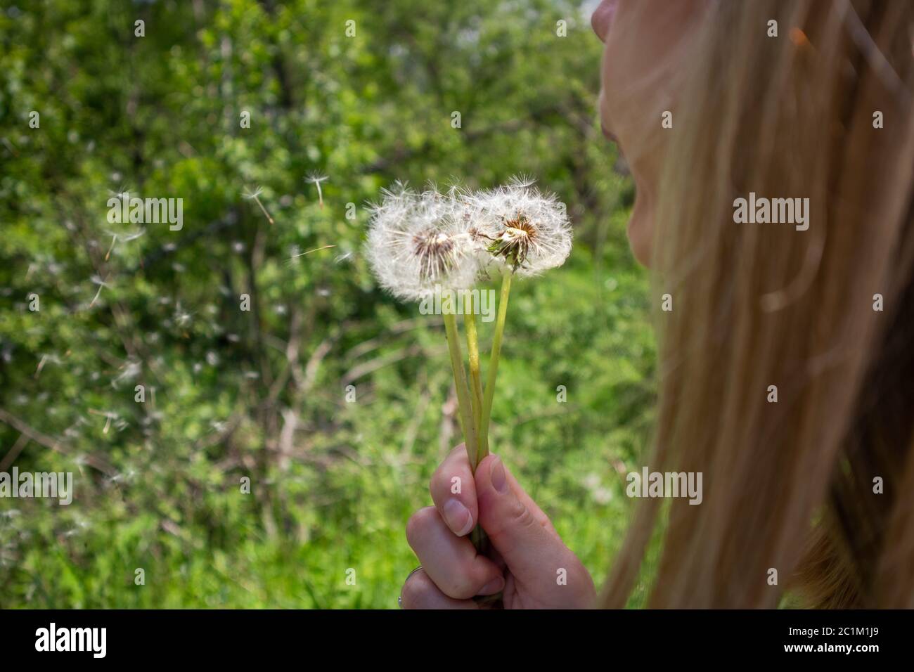 Junge blonde Frau bläst trockenen Löwenzahn und kleine Blumen fliegen in die Luft und verschwommen grünen Hintergrund. Glückliches Mädchen in der Natur an einem Sommertag Stockfoto