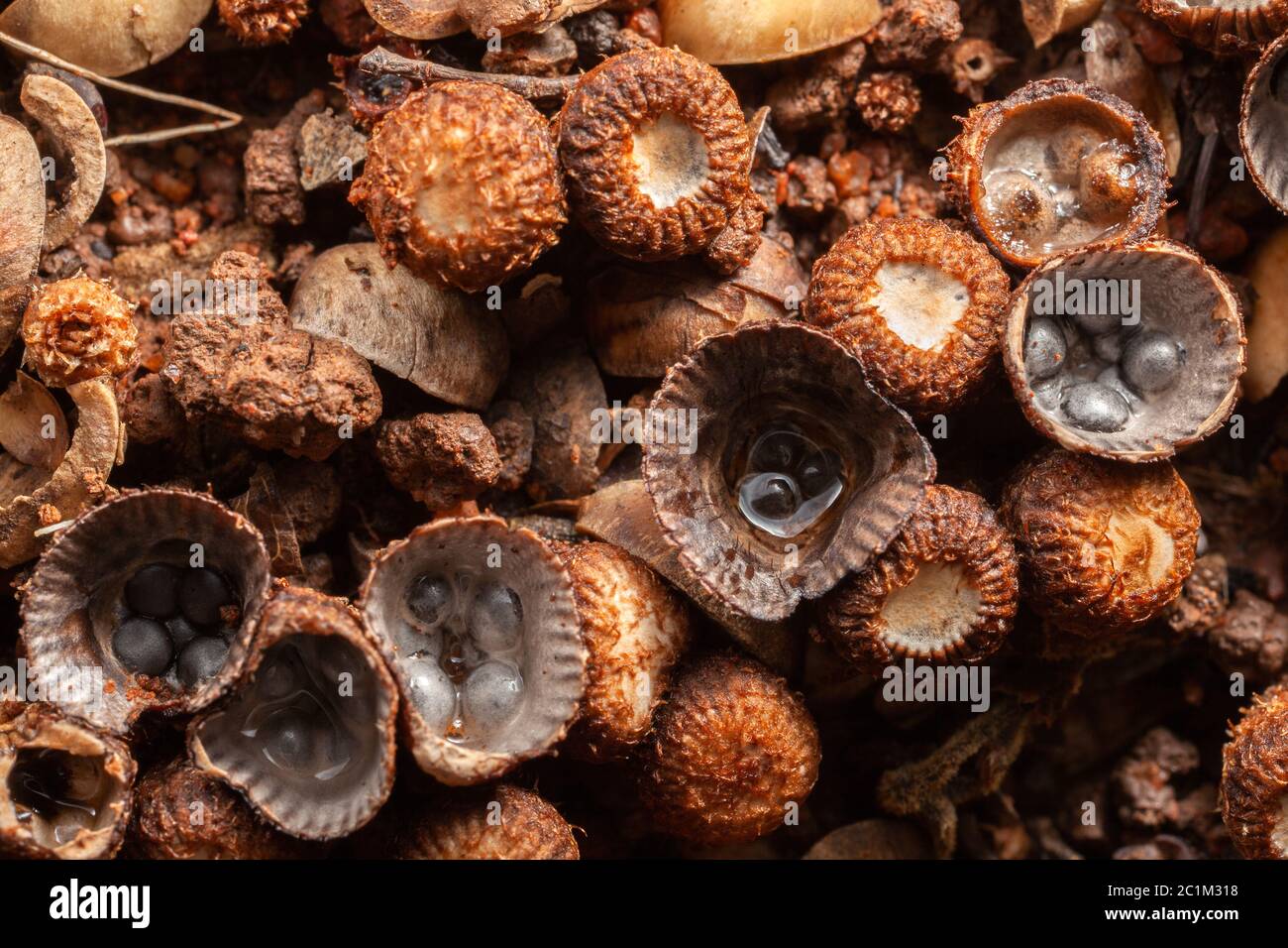 Braune Pilzmuster Stockfoto