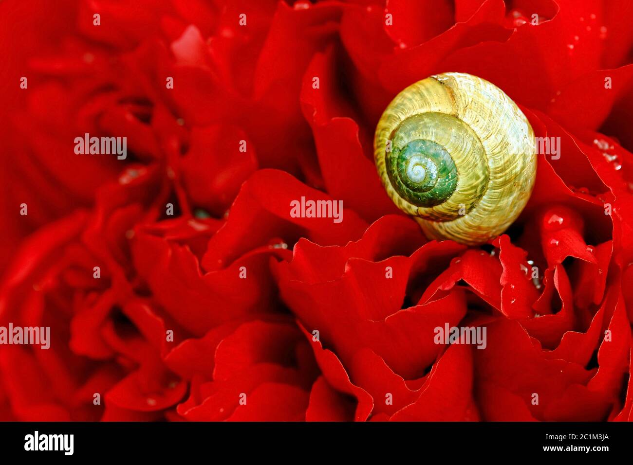 Eine Schnecke mit einer gelben Schneckenschale auf einer roten Pfingstrose Stockfoto