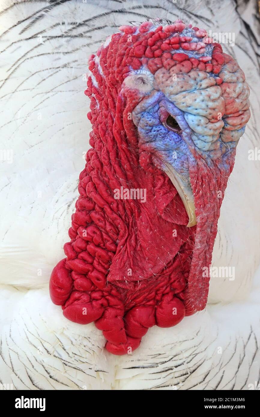 Hauptstudie CrÃ¶llwitzer Pute Meleagris galopavo domestica Stockfoto