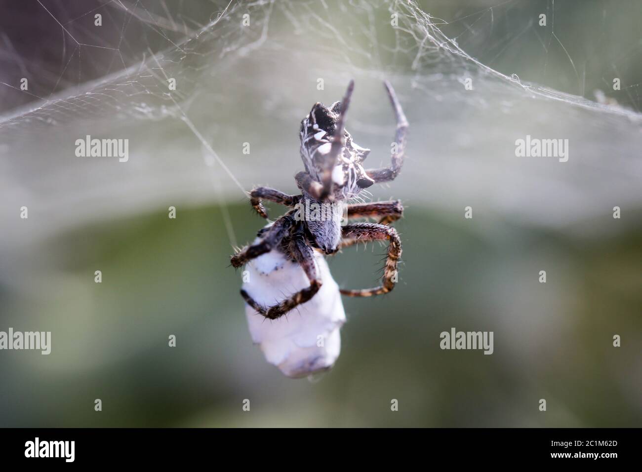 Cyrtophora citricola - Opuntia Spider Stockfoto