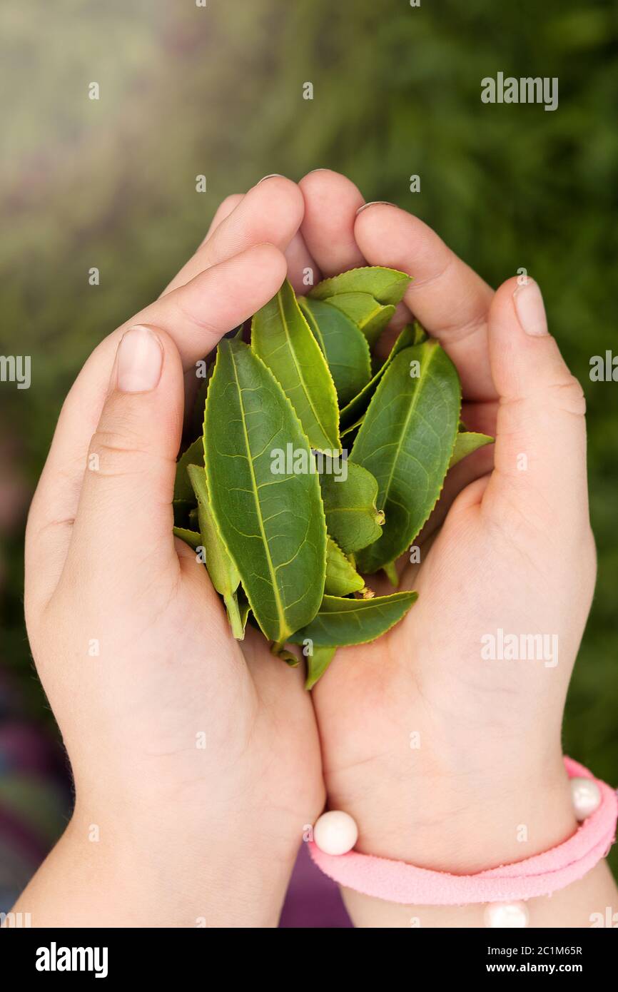 Grüner Tee Blätter in Kinderhände. Stockfoto