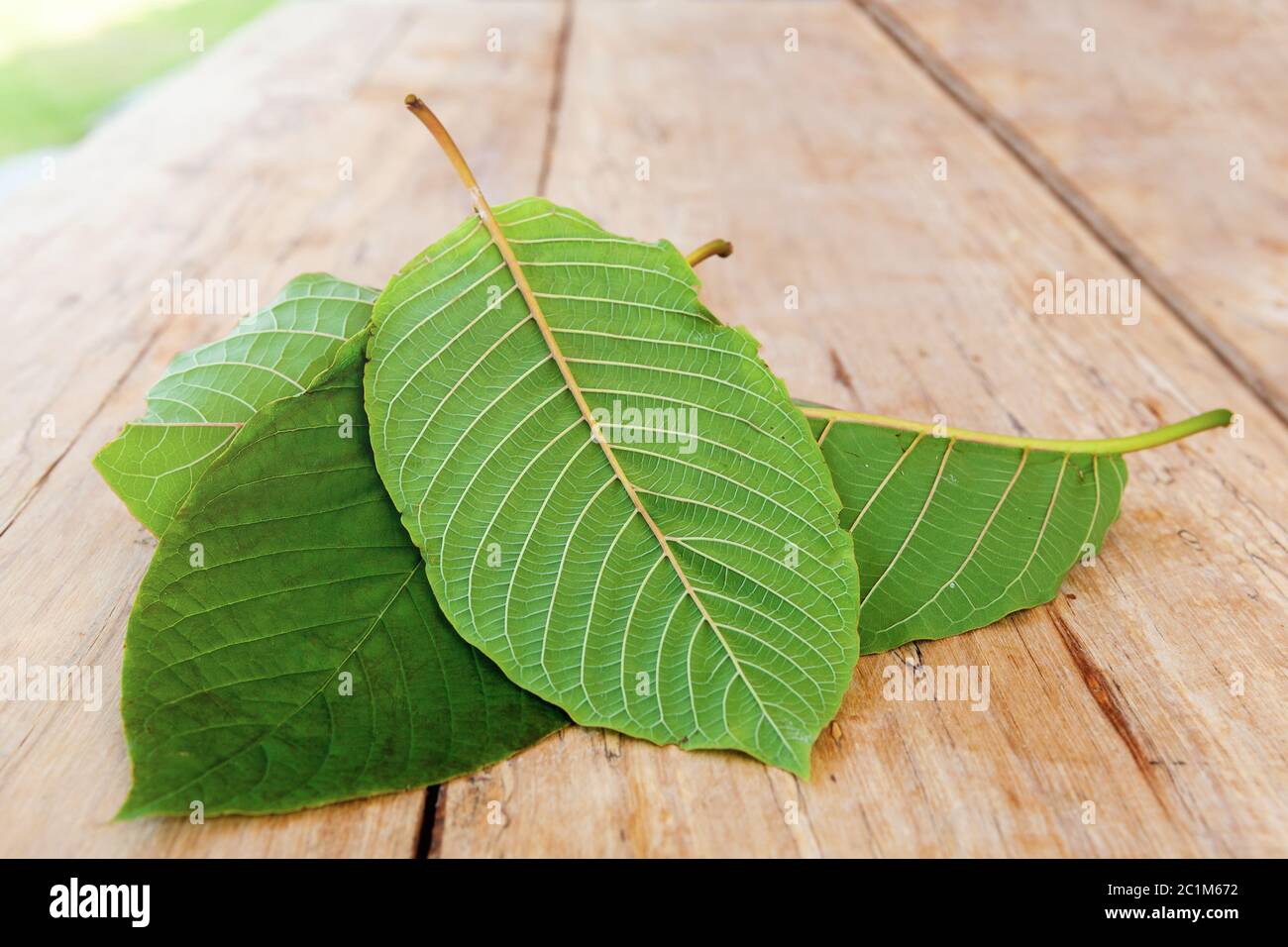 Mitragyna speciosa Blätter Stockfoto