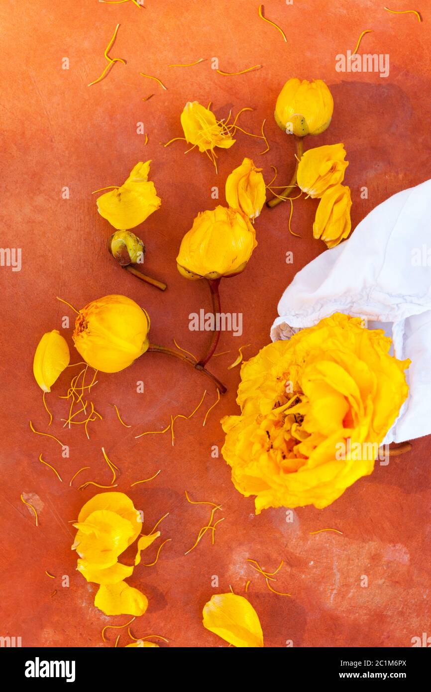 Gelbe Seide Baumblumen aus Baumwolle mit Baumwolltuch. Stockfoto