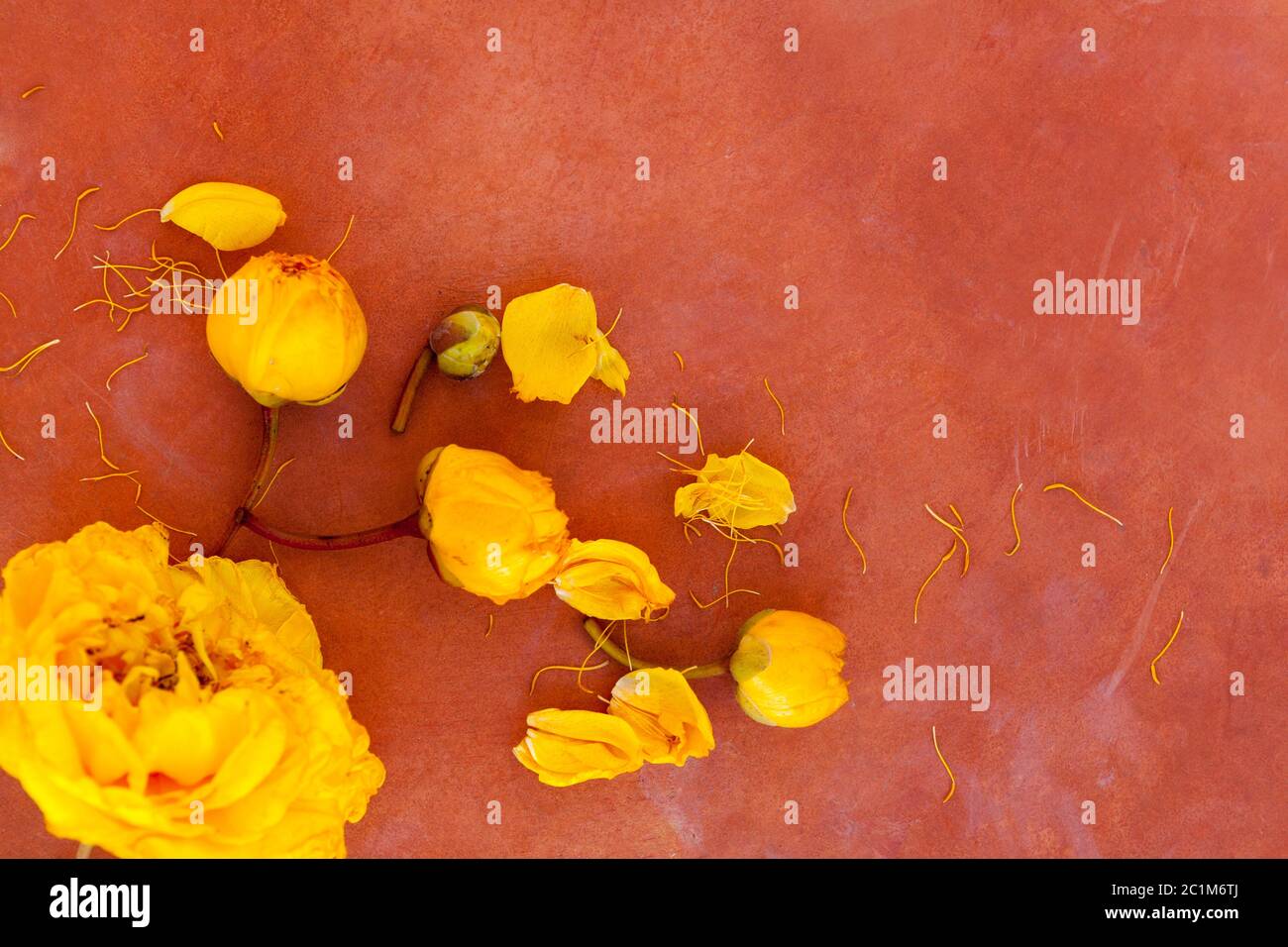 Gelbe Seide Baumwolle Blumen Stockfoto