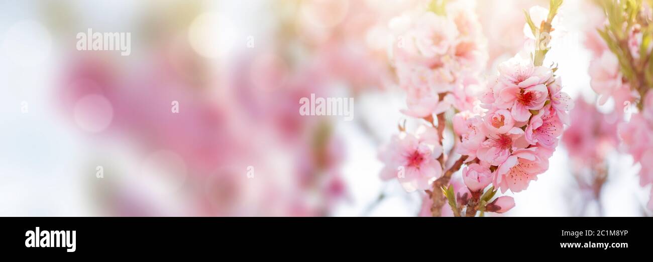 Baumblumen, Frühlingsblüte Stockfoto