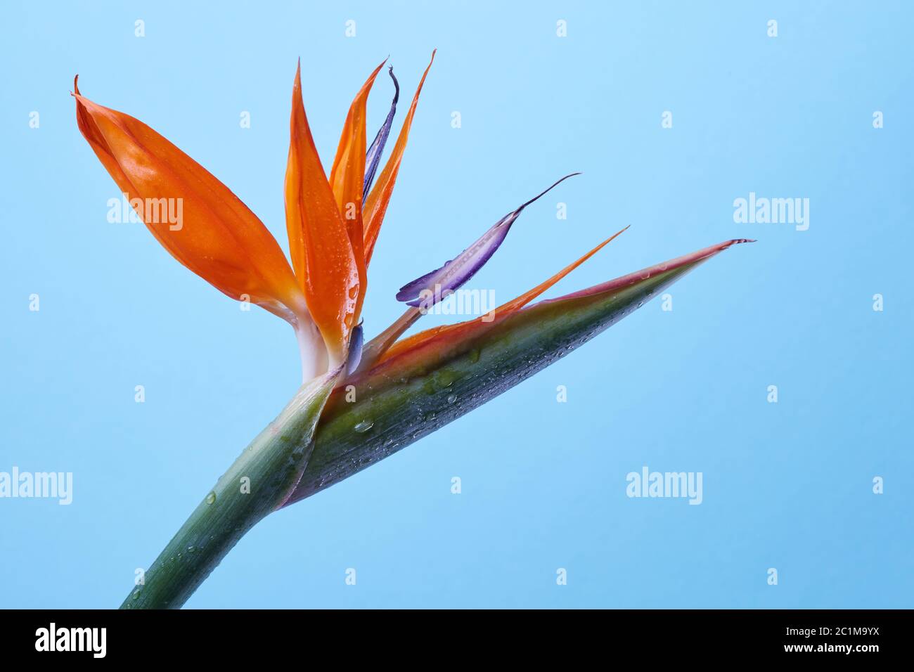 Ungewöhnliche strelitzia Blume auf einem violetten Hintergrund Stockfoto