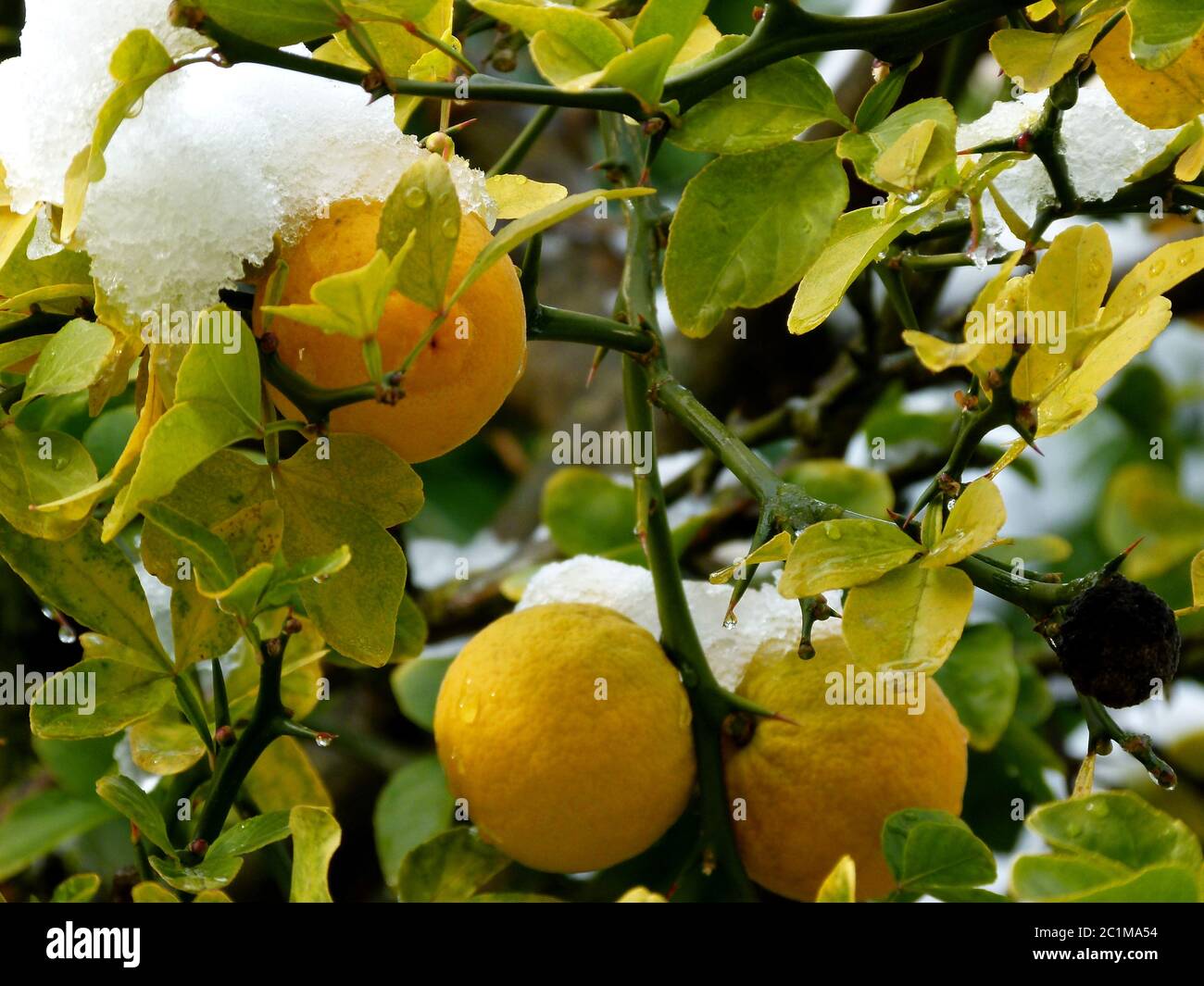 Reife Zitronen auf Baum mit Schneekappe Stockfoto