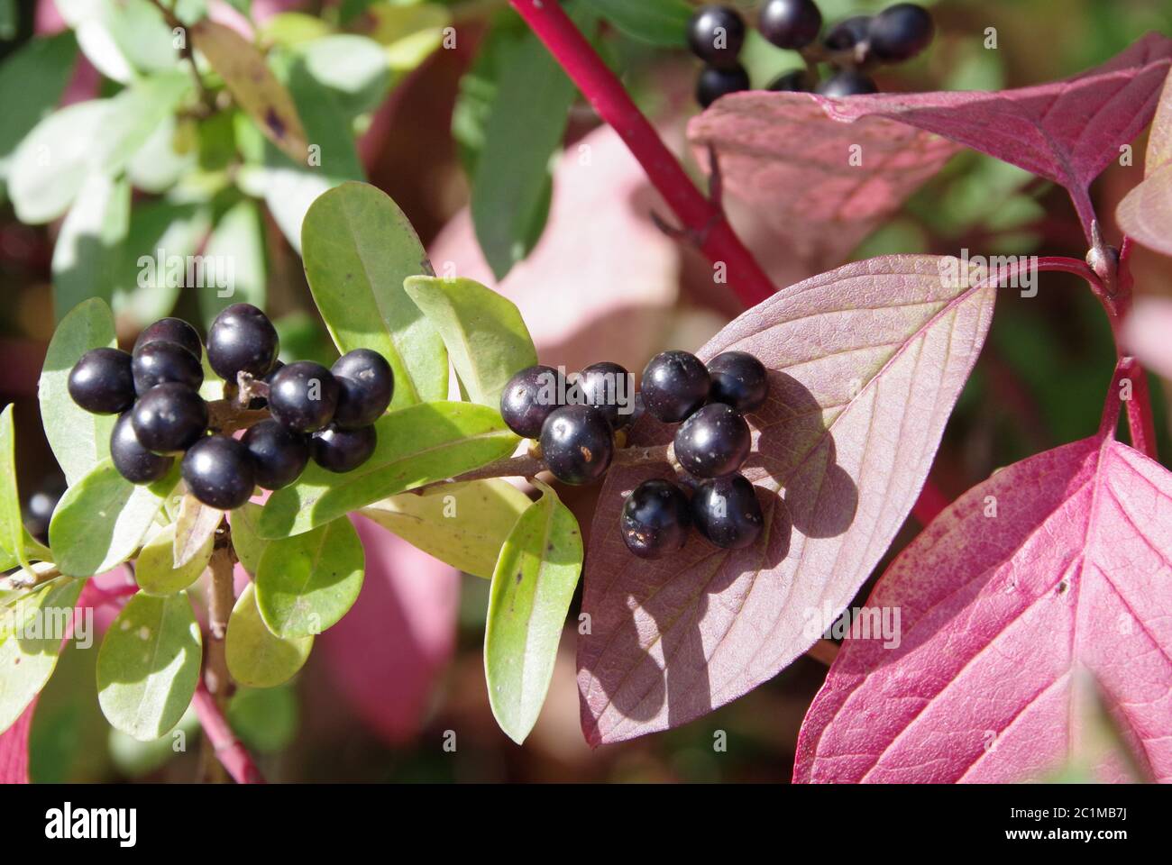 Kleine schwarze Beeren vor roten und grünen Blättern Stockfoto