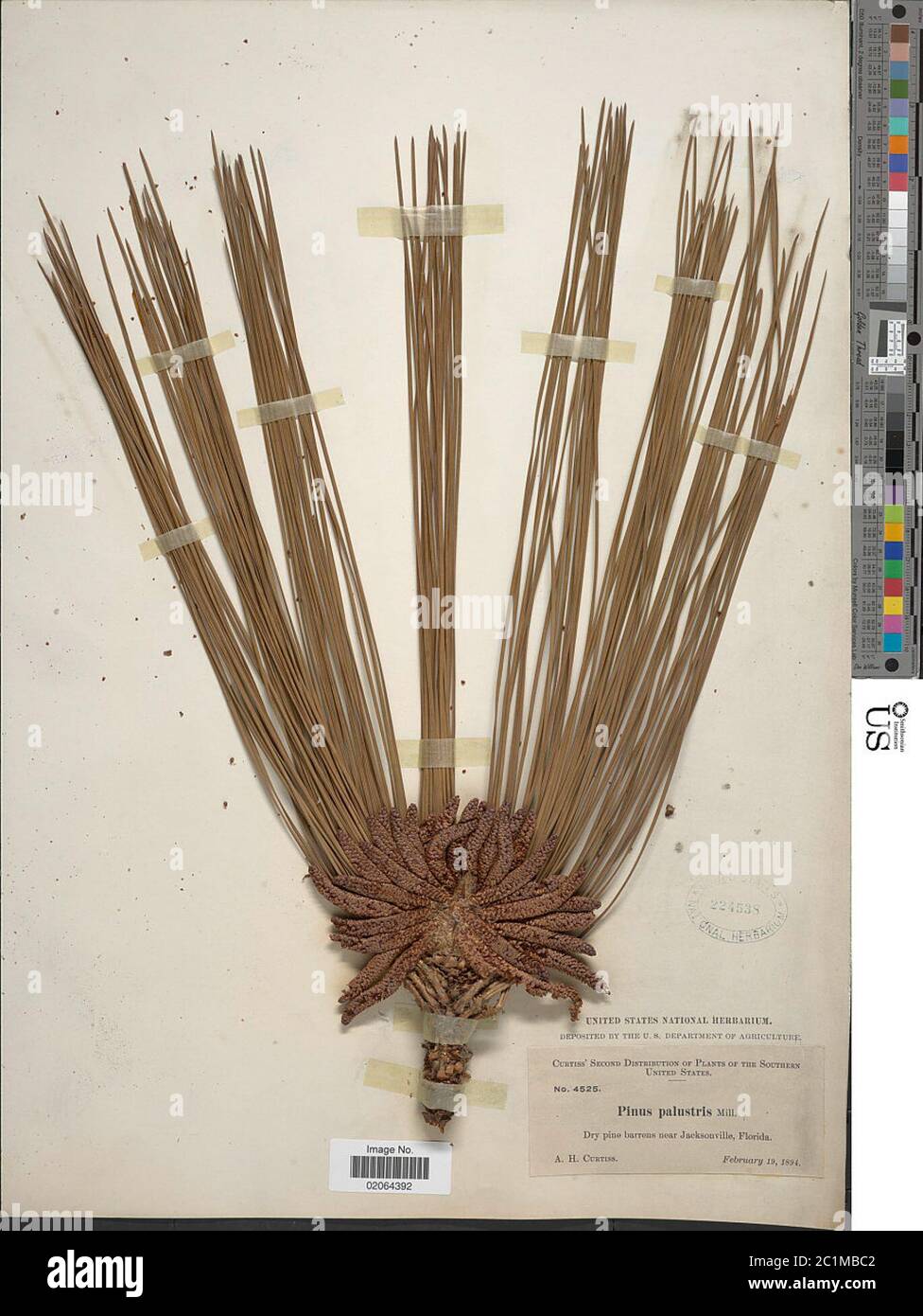 Mühle Pinus palustris Mühle Pinus palustris. Stockfoto