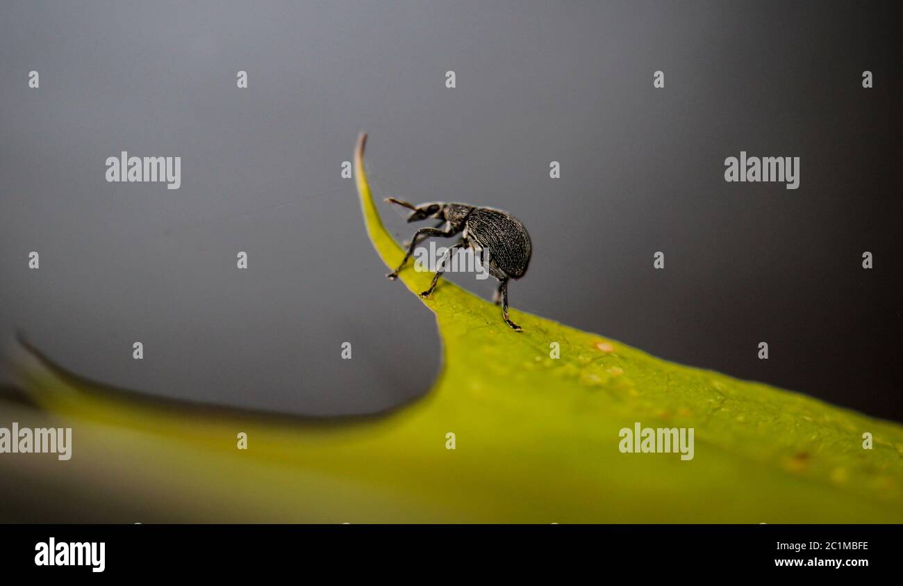 Ein rüsselkäfer auf einem Blatt Stockfoto