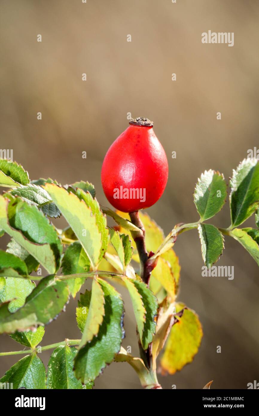 Hagebutten am Strauch, rote Frucht Stockfoto