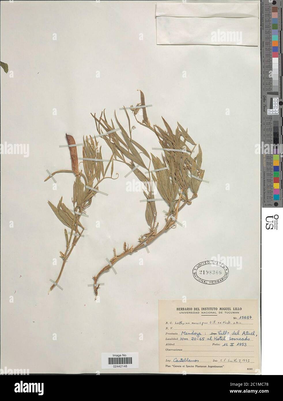 Lathyrus macropus Haken Arn Lathyrus macropus Haken Arn. Stockfoto