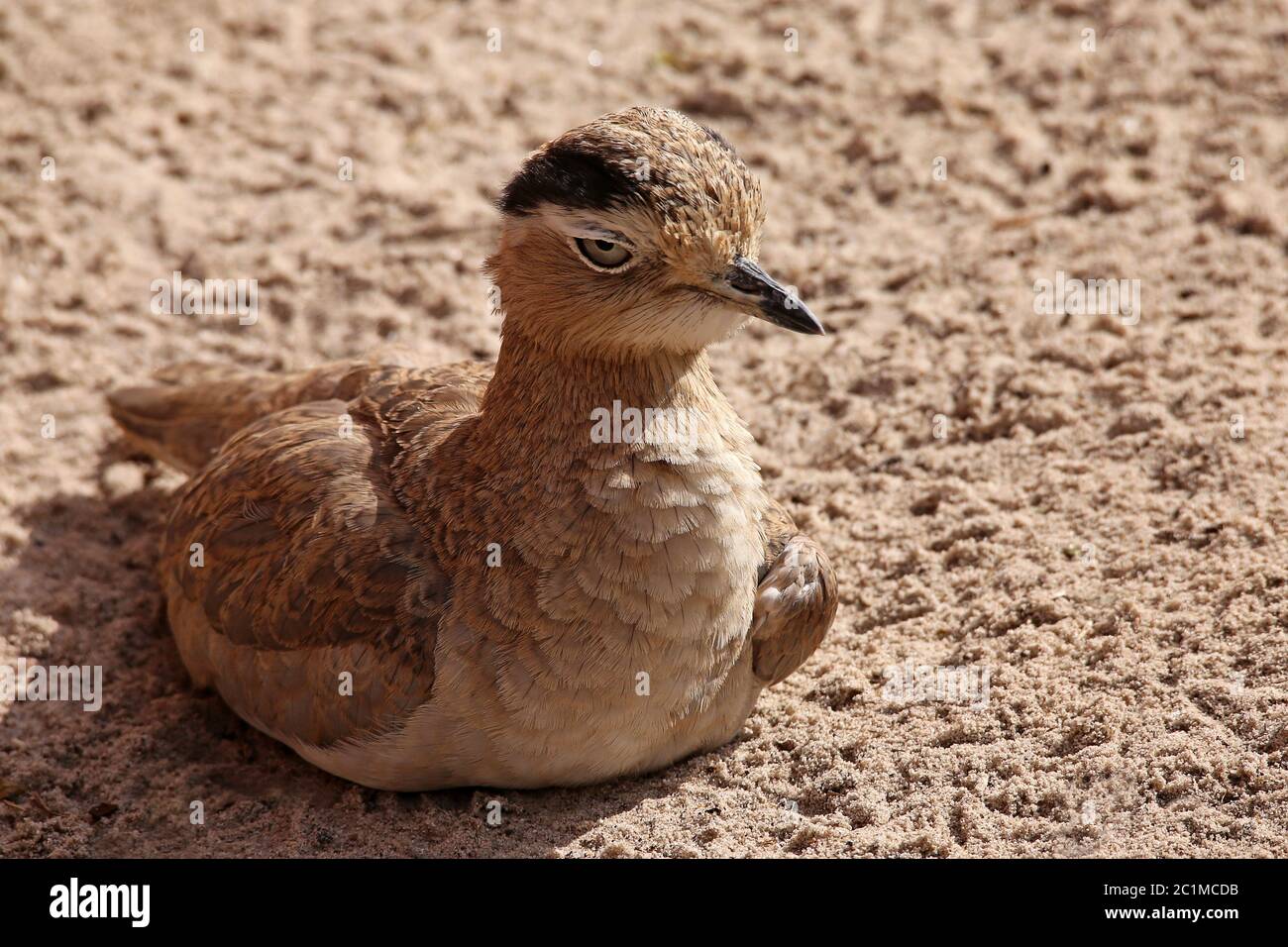 Perutriel Burhinus superciliaris Stockfoto