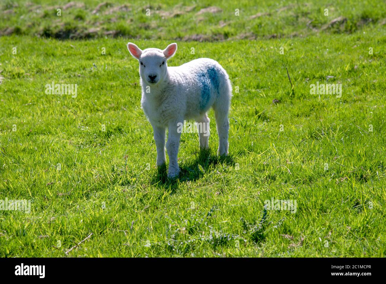 Lamm auf einer grünen Wiese in der Nähe von Chirk Castle in Wales, Großbritannien. Stockfoto