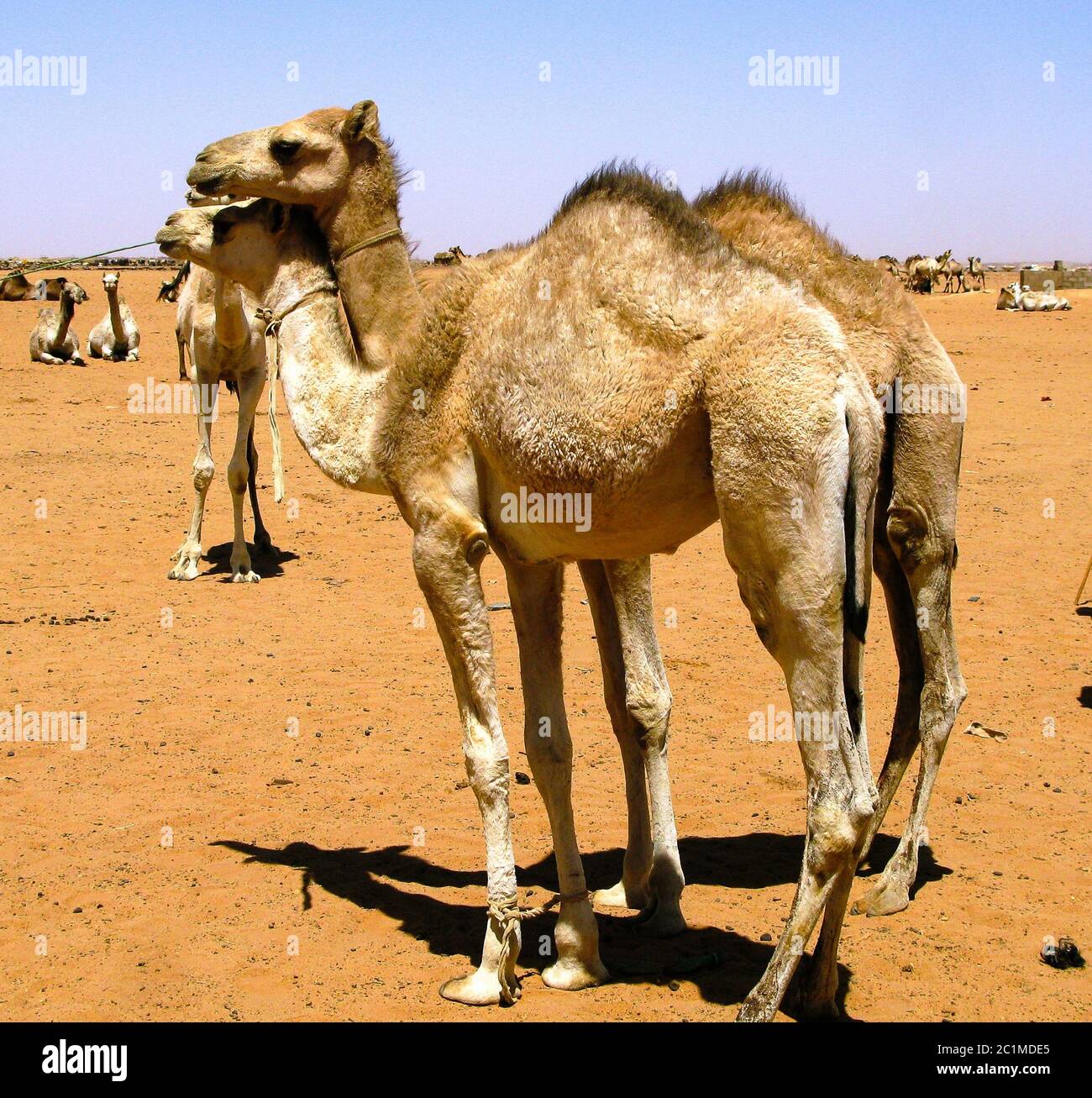 Kamele auf dem Kamelmarkt, Omdurman Sudan Stockfoto