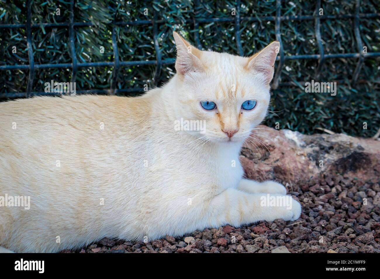 Porträt einer Katze Stockfoto