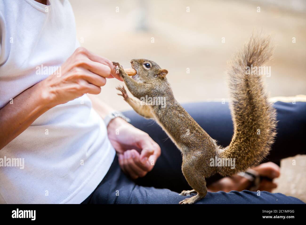 Menschen, eine Erdnuss zu einem Baum Eichhörnchen Stockfoto