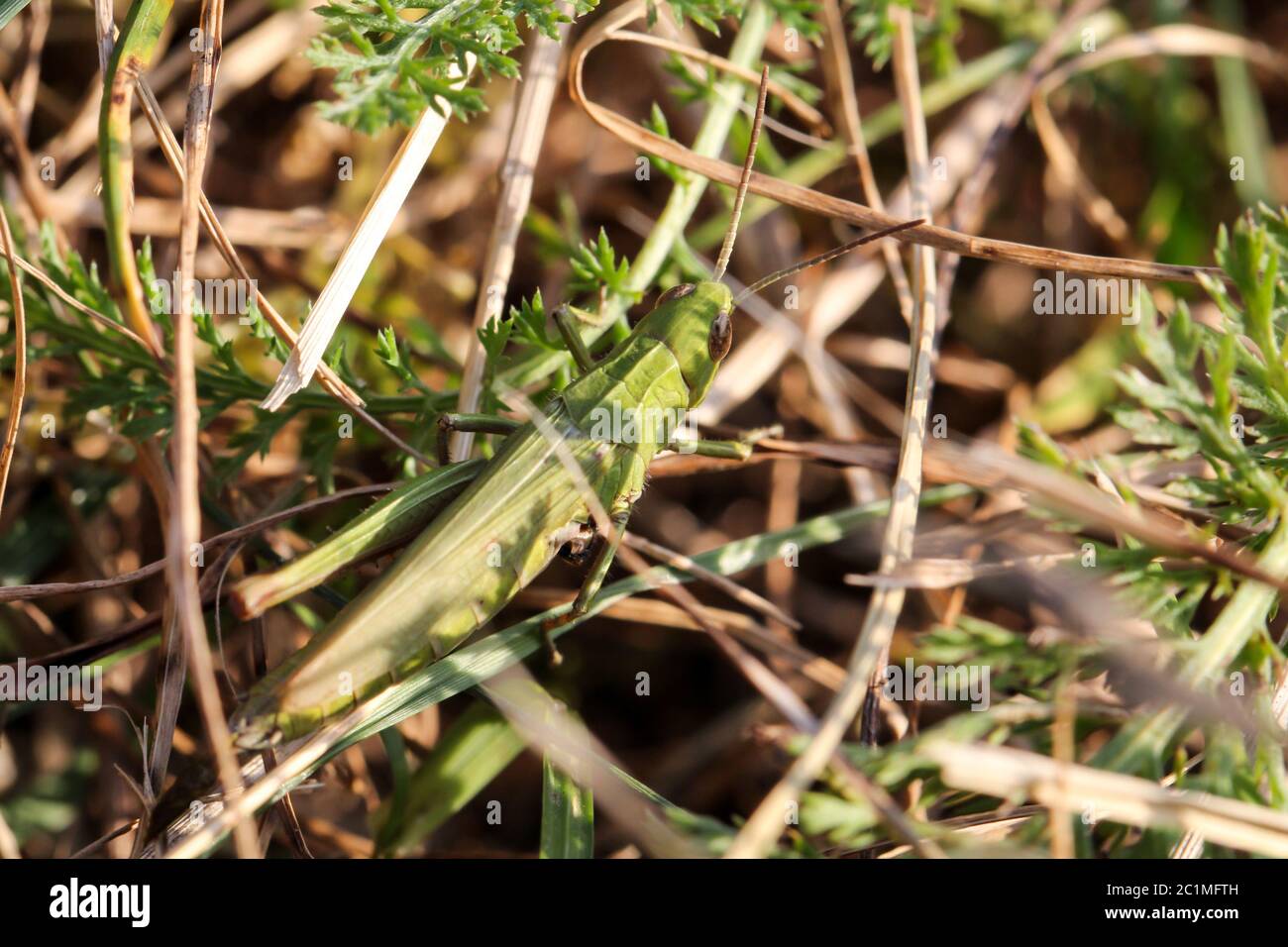 Große grüne Heuschrecke auf Gras und Pflanzen Stockfoto