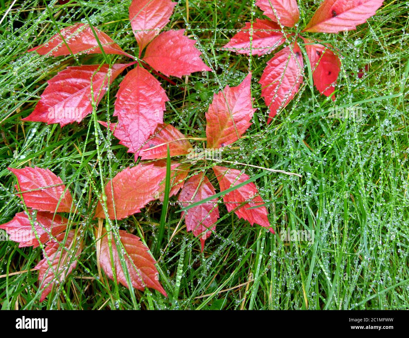 Leuchtend rote Efeu-Blätter im grünen Gras mit Regentropfen Stockfoto
