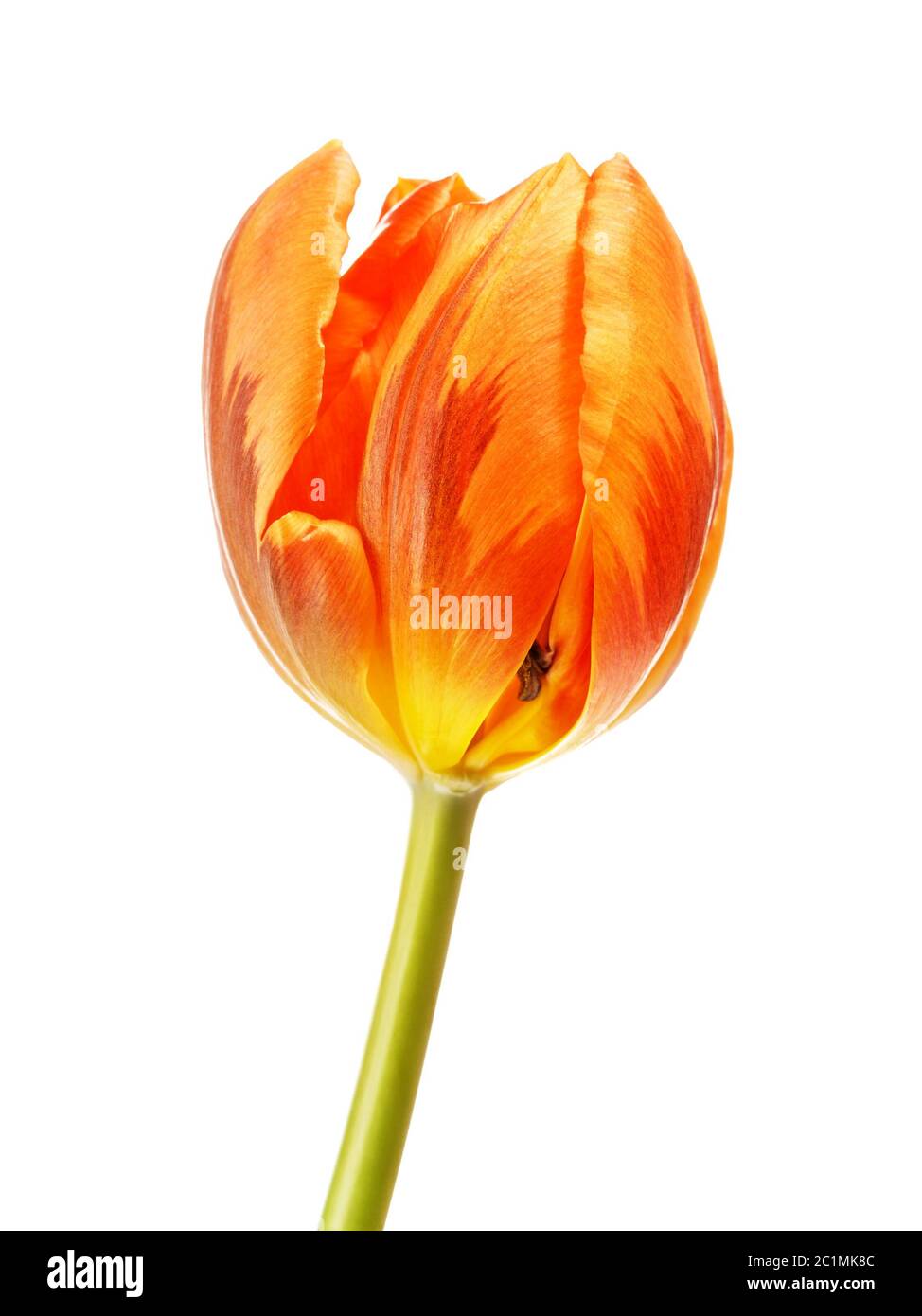 Orange Tulpe Blume Stockfoto