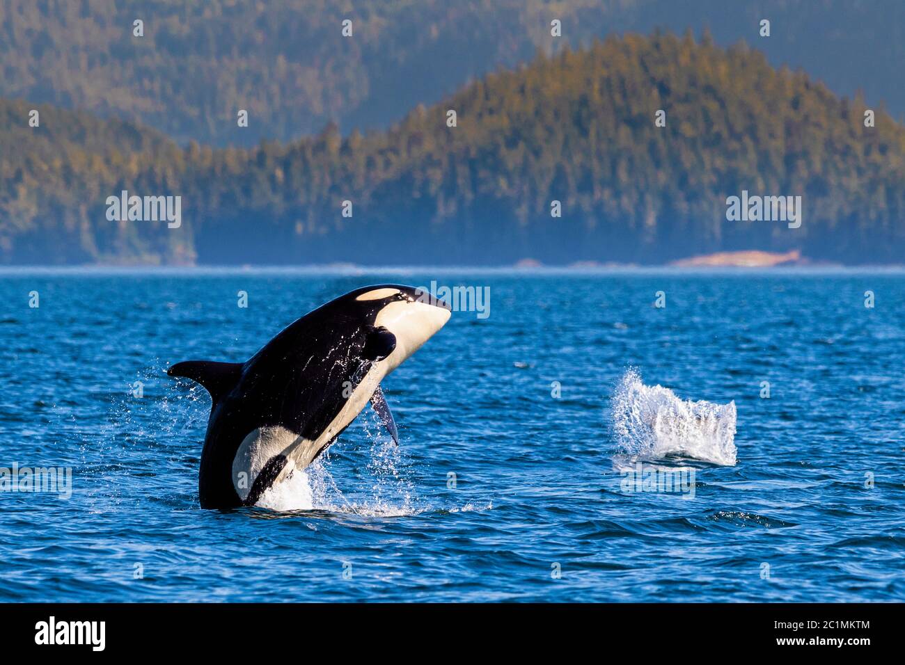 Die im Norden lebenden Killerwale brechen in der Queen Charlotte Strait vor der Northern Vancouver Island, British Columbia, Kanada. Stockfoto