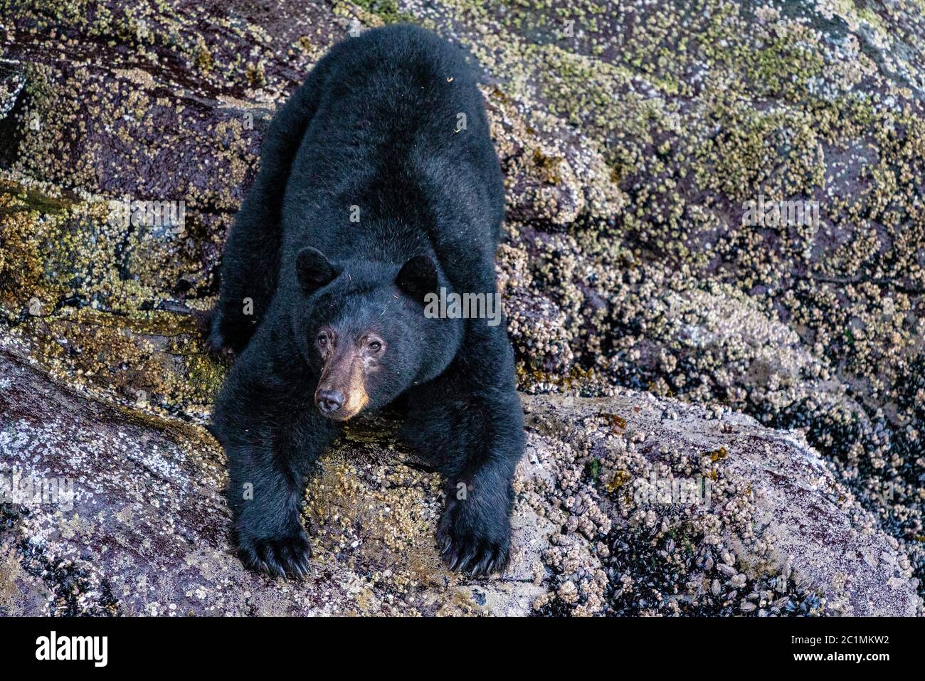 Schwarzbär sitzt am Ufer des Wassers in Knight Inlet, First Nations Territory, British Columbia, Kanada Stockfoto