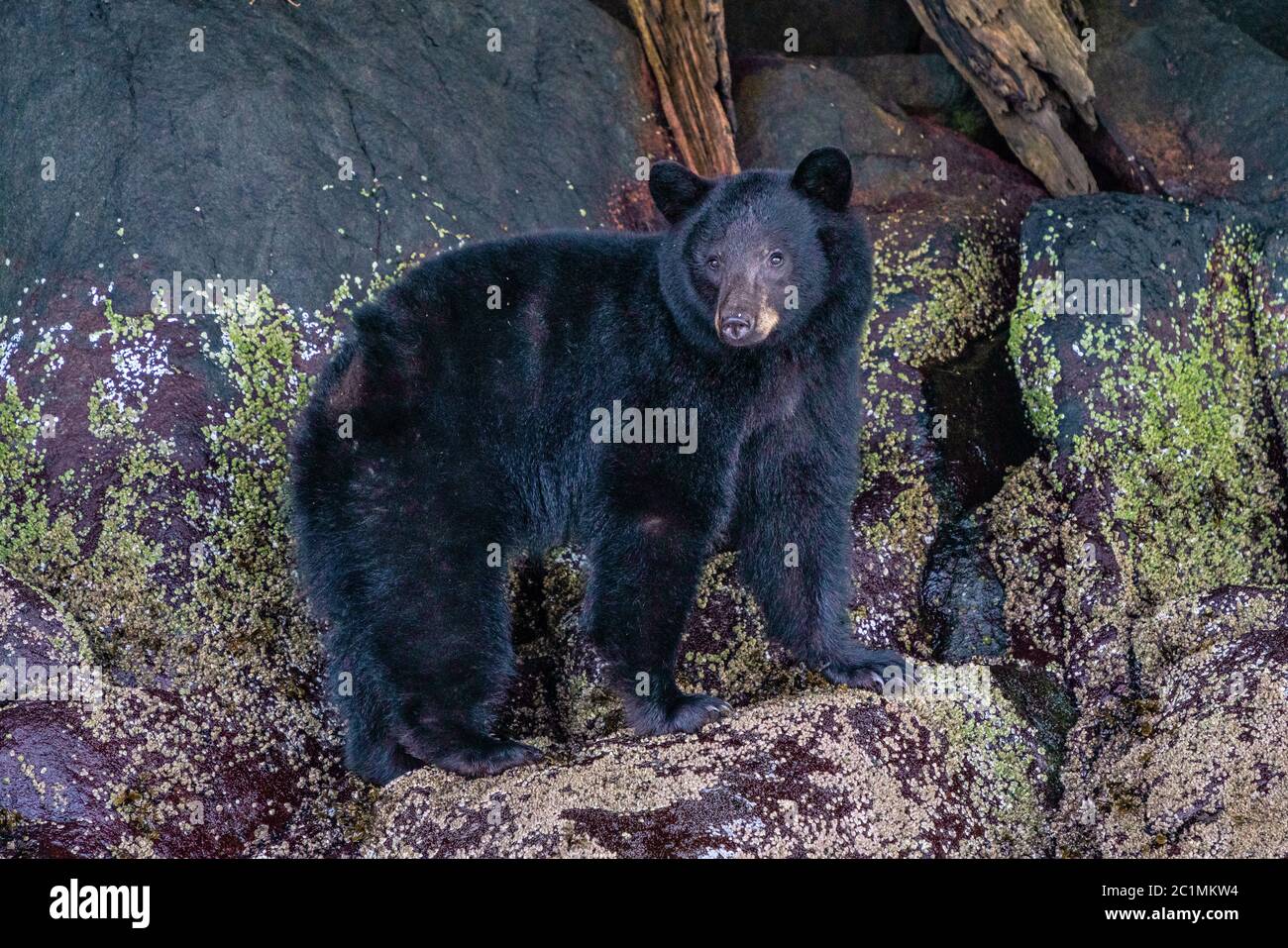 Schwarzbär, der Anfang Mai an der Küste des Knight Inlet entlang geht, Great Bear Rainforest, First Nations Territory, British Columbia, Kanada. Stockfoto