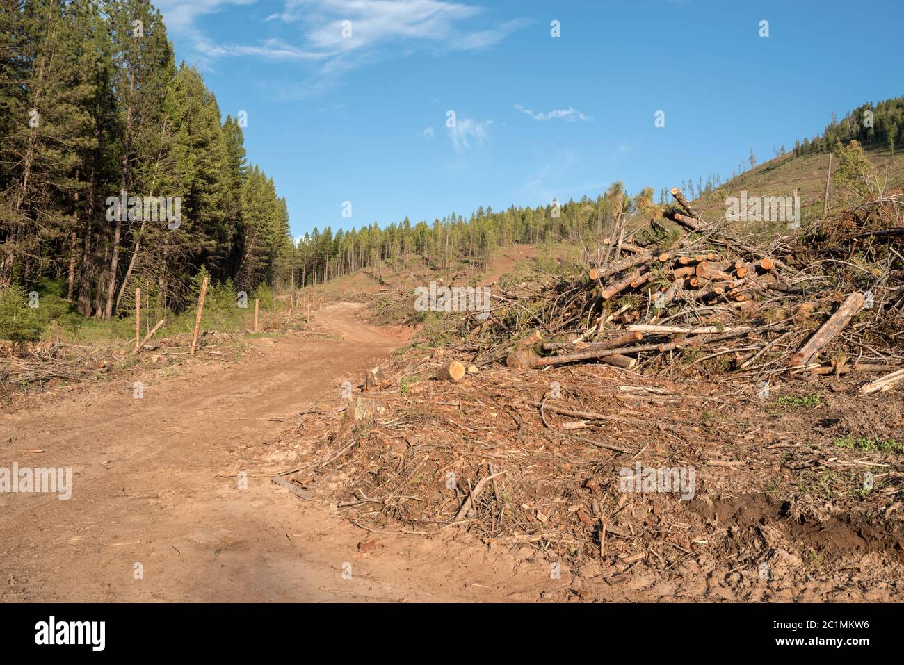 Geloggte Wälder auf Hancock Timber Resource Group Land in Wallowa County, Oregon. Stockfoto