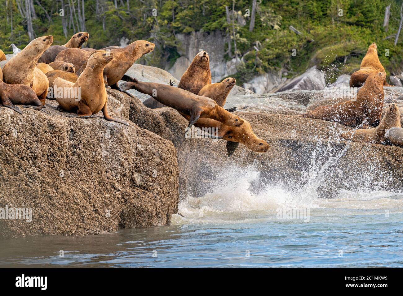 Stellers Sea Lions auf einem Steingarten im Broughton Archipel, bereit zum Schwimmen, First Nations Territory, British Columbia, Kanada Stockfoto