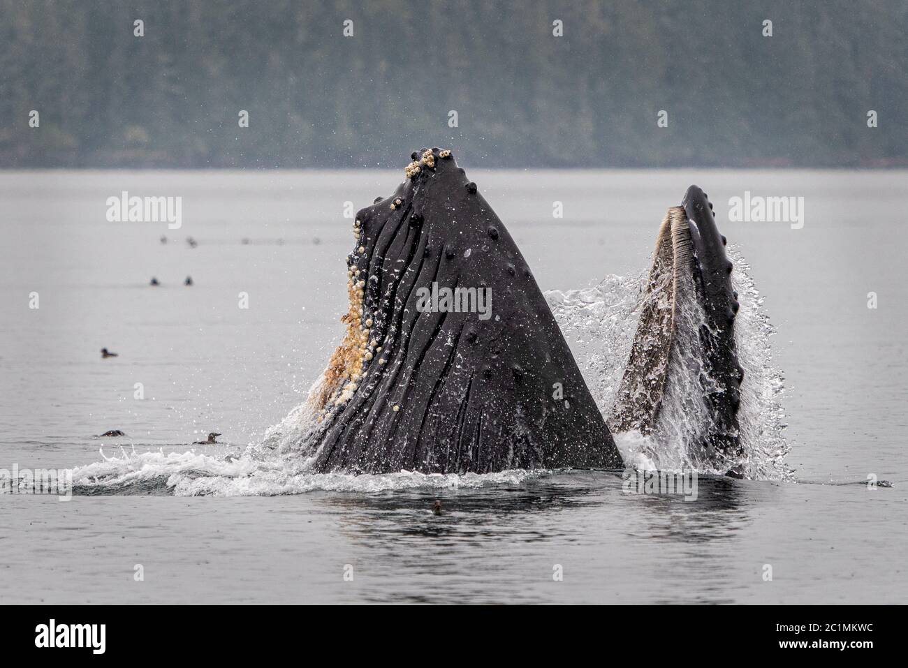 Buckelwal-Trap Fütterung in der Nähe Blackfish Sound vor Vancouver Island in der Nähe des Broughton Archipels, First Nations Territory, Vancouver Island, Briti Stockfoto