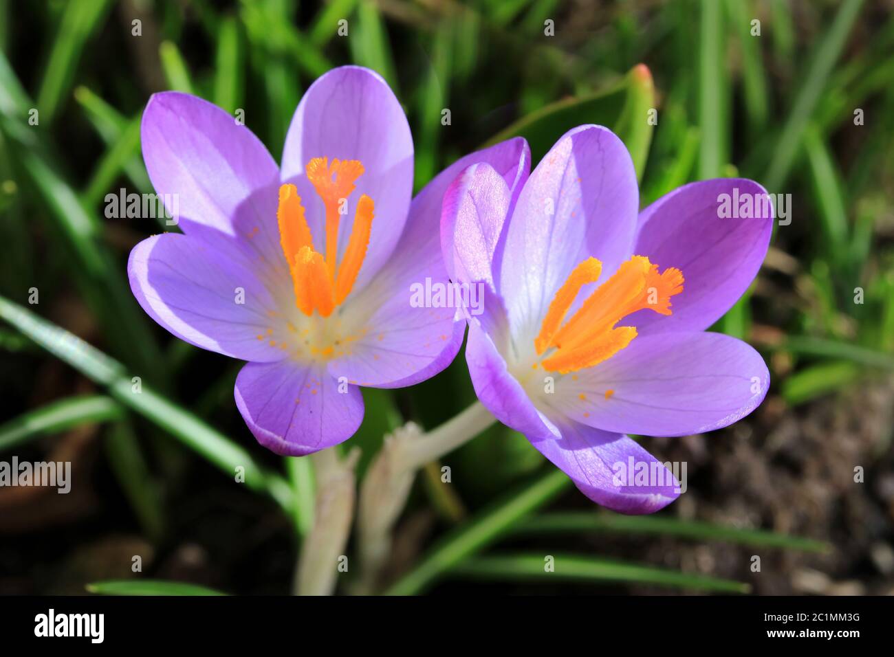 Zwei blaue Krokusblüten Stockfoto