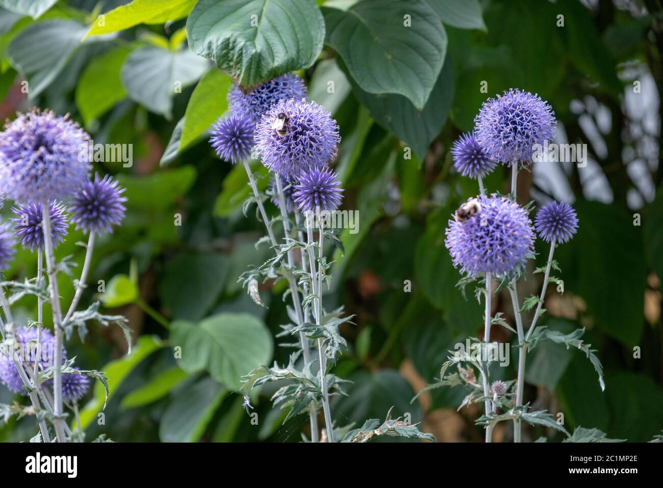 Bienen und Hummeln sammeln sich auf lila Zierknoblauchhonig Stockfoto