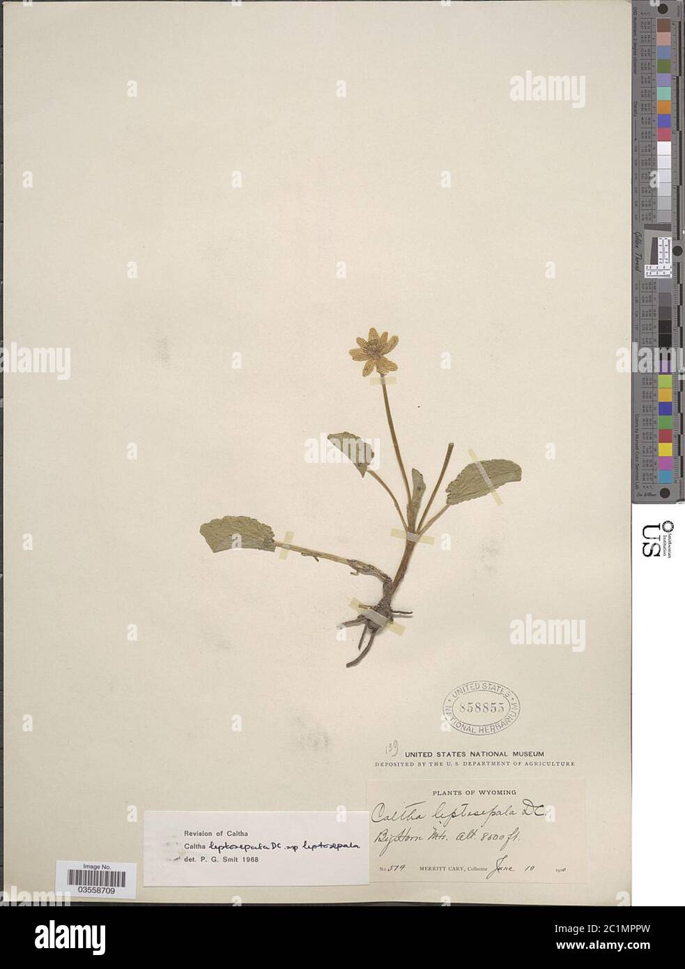 Caltha leptosepala DC subsp leptosepala Caltha leptosepala DC subsp leptosepala. Stockfoto