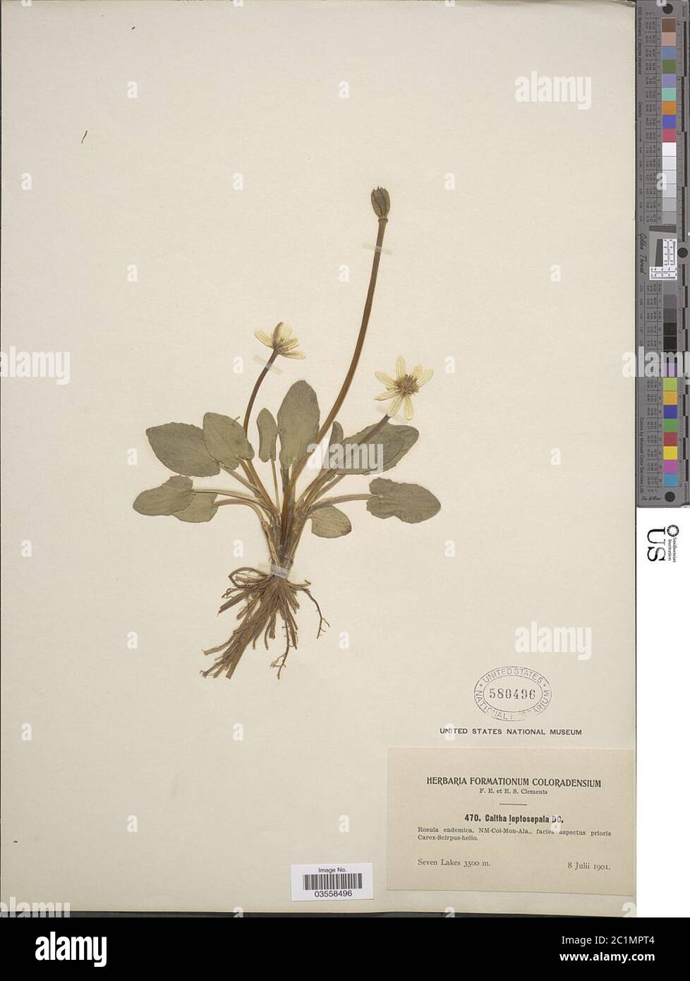 Caltha leptosepala DC Caltha leptosepala DC. Stockfoto