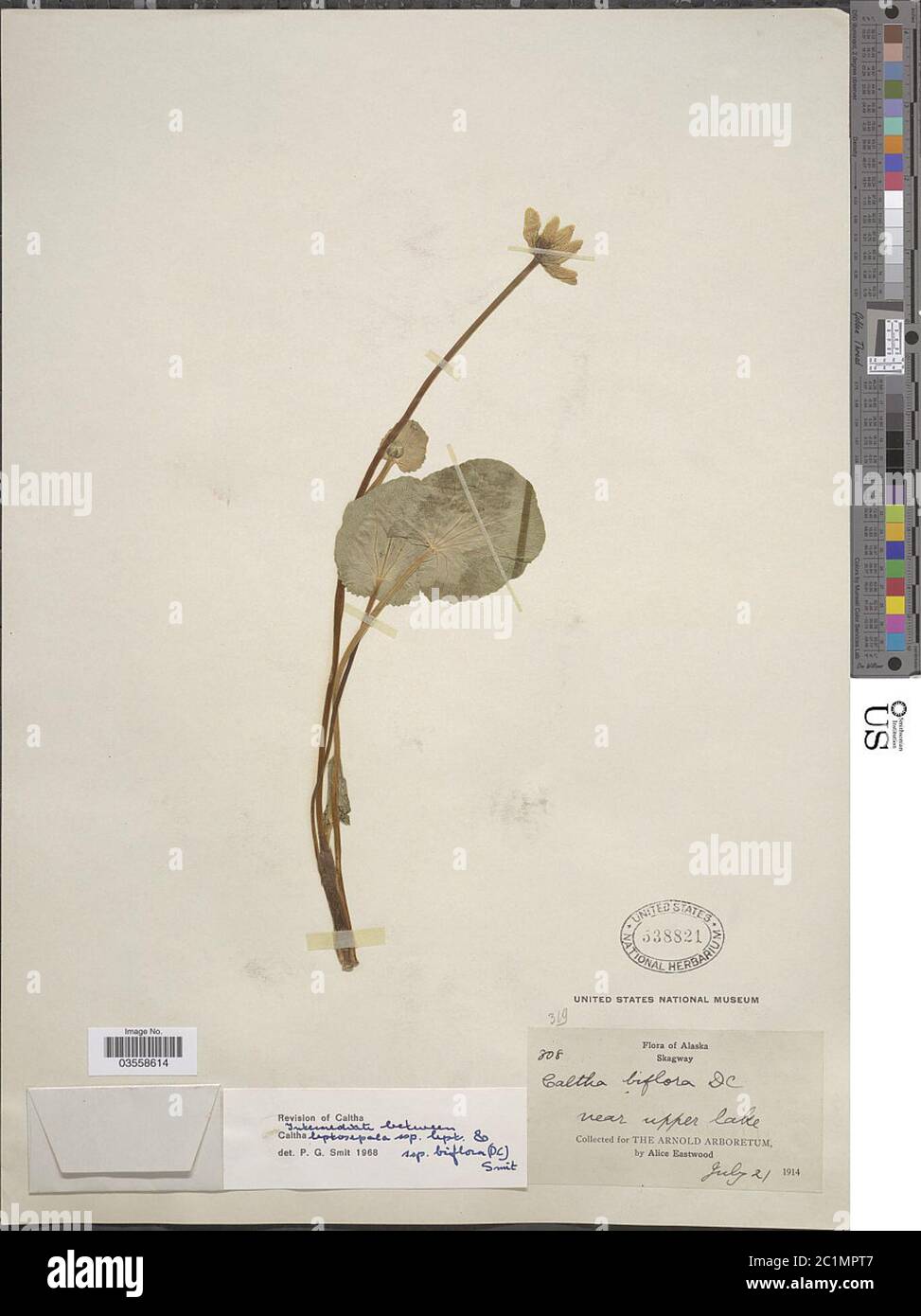 Caltha leptosepala subsp biflora DC Caltha leptosepala subsp biflora DC. Stockfoto