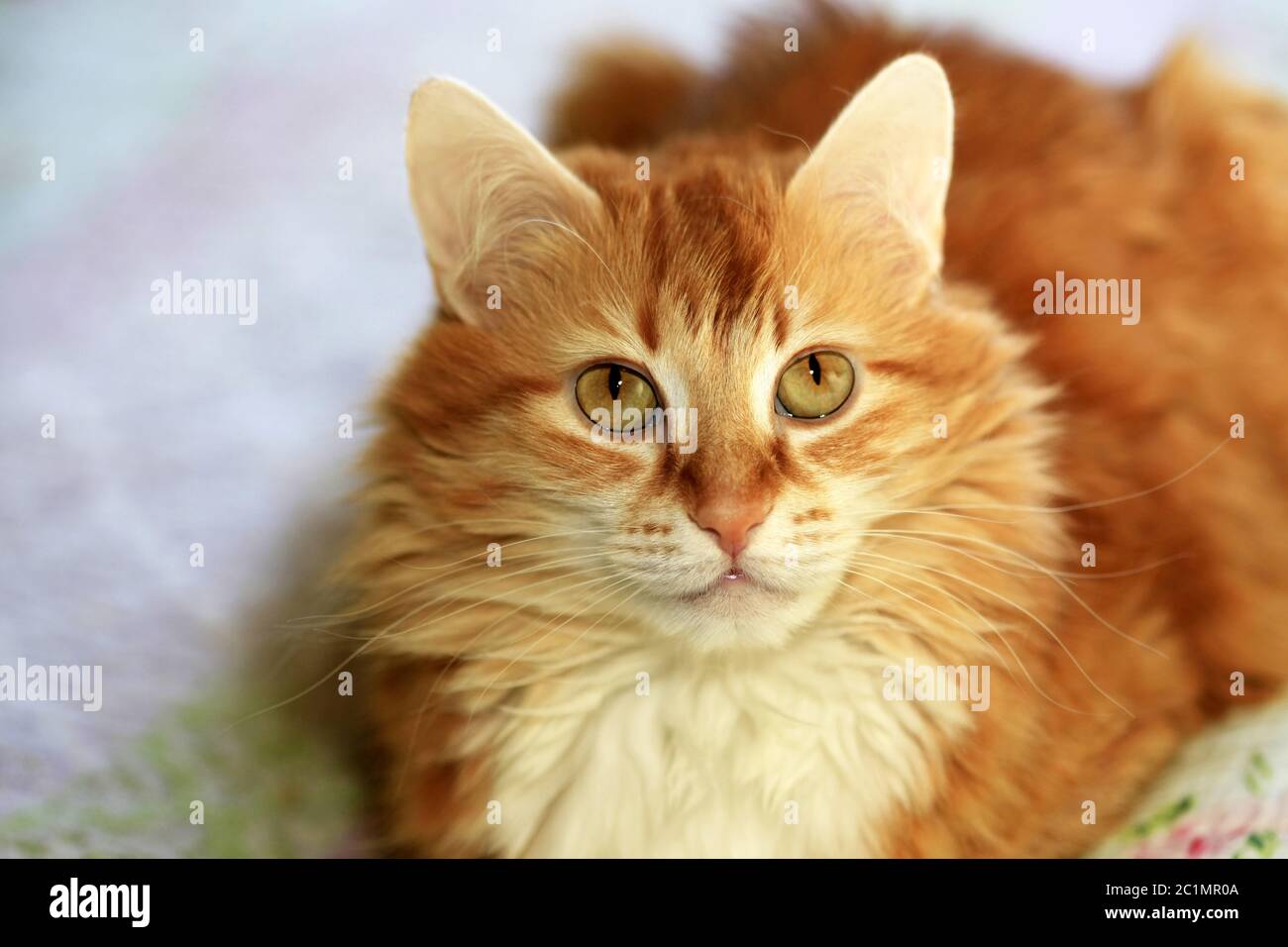 Porträt einer jungen rothaarige Katze Stockfoto