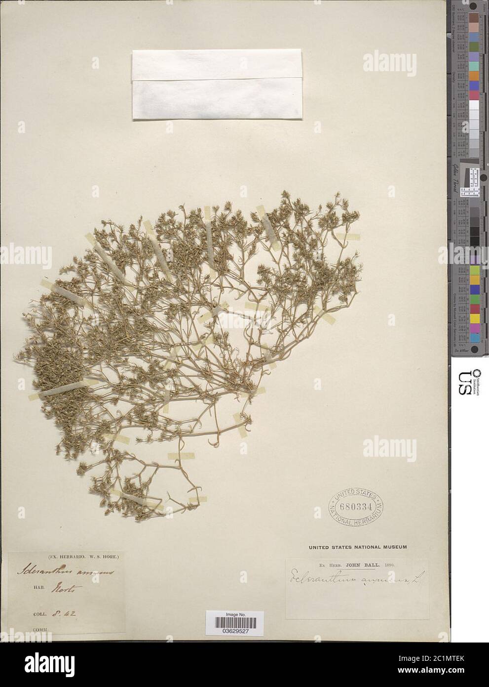 Scleranthus annuus L Scleranthus annuus L. Stockfoto