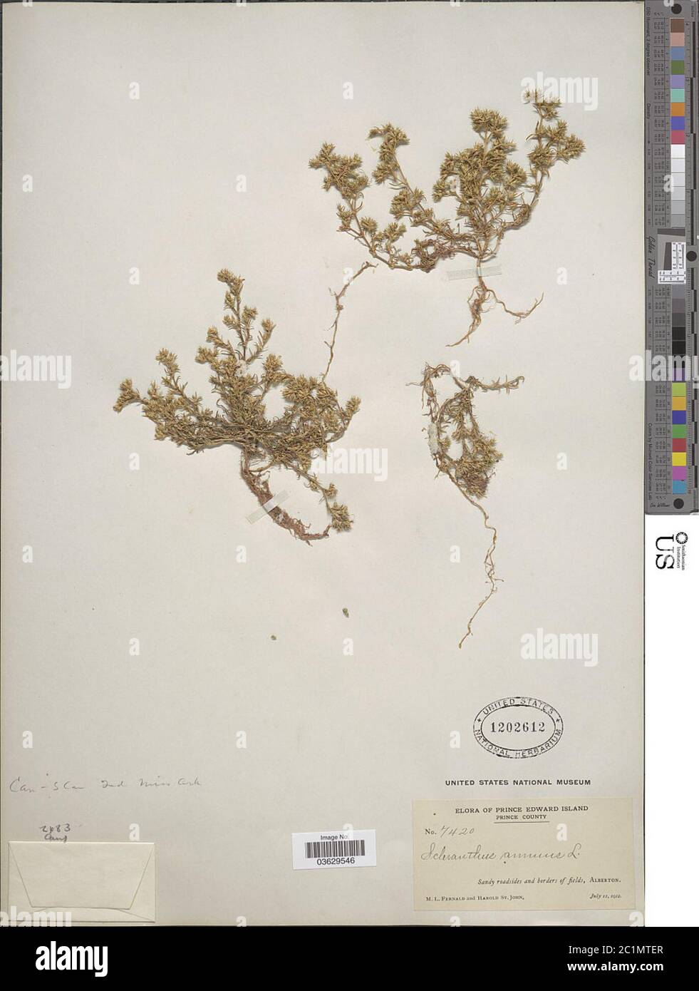 Scleranthus annuus L Scleranthus annuus L. Stockfoto