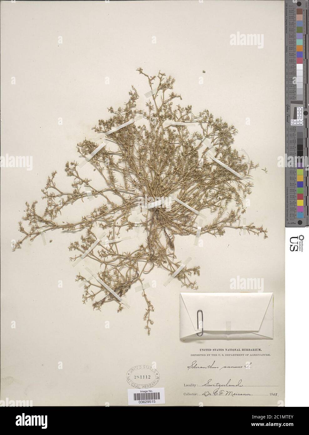 Scleranthus annuus L Scleranthus annuus L. Stockfoto