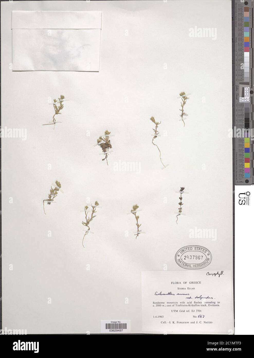Scleranthus annuus L Scleranthus annuus L. Stockfoto