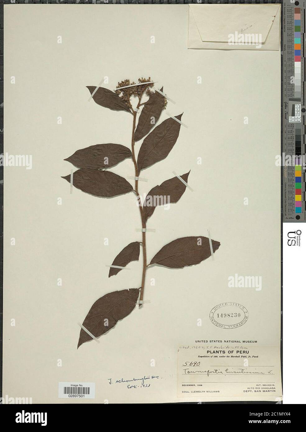 Tournefortia schomburgkii DC Tournefortia schomburgkii DC. Stockfoto