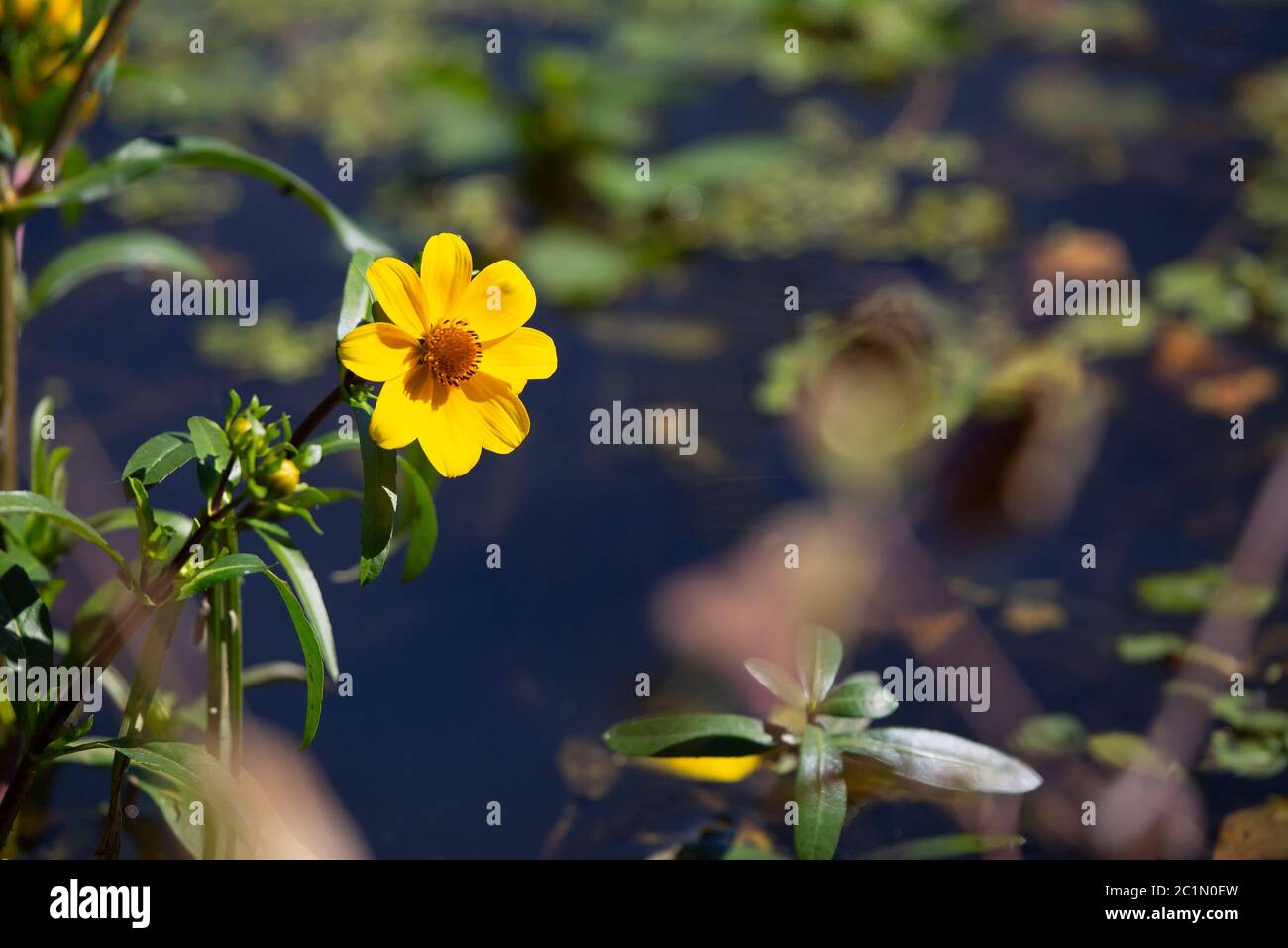 Sonnenblume Stockfoto