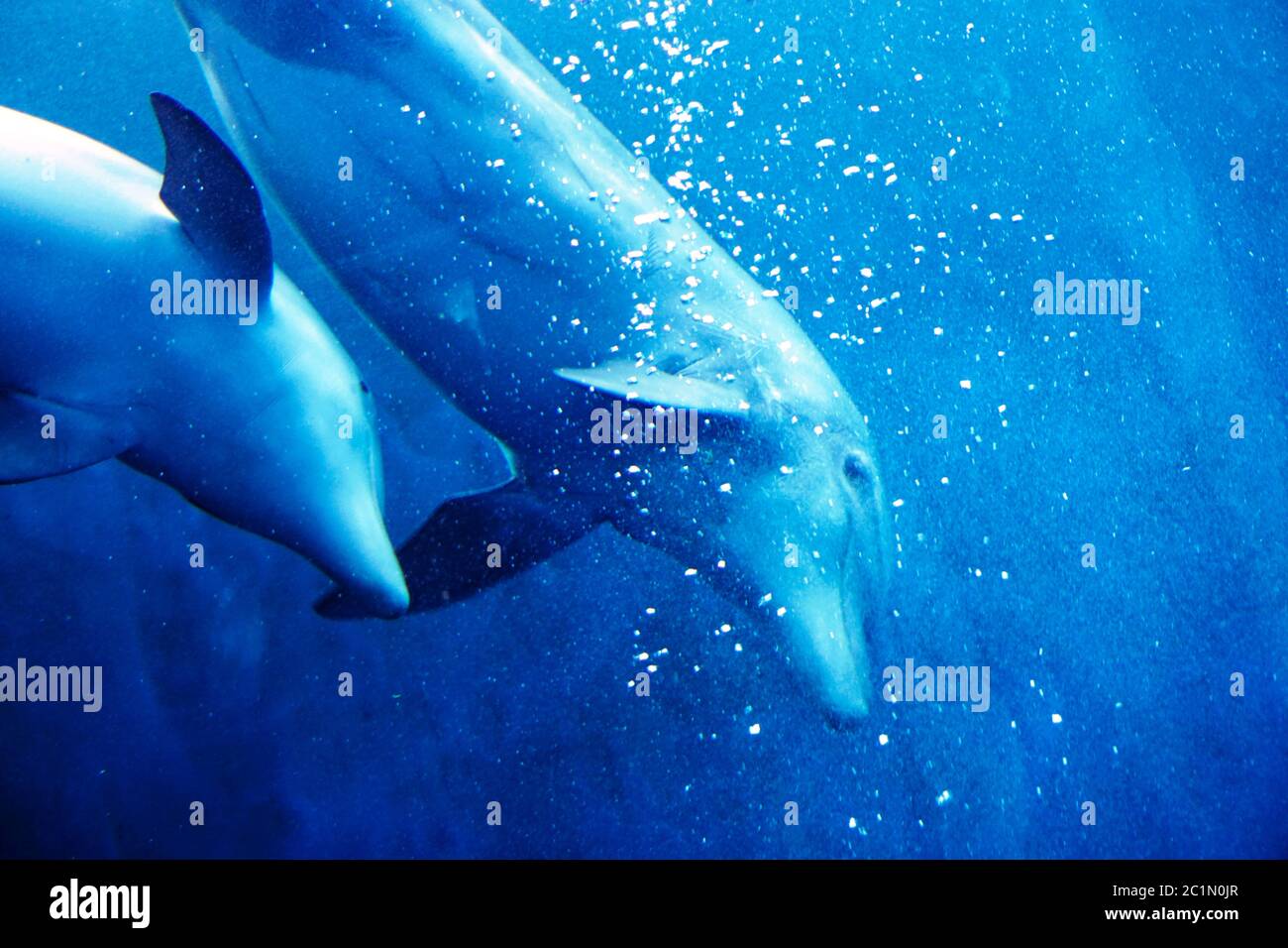 Delphin im Blauwasser Stockfoto